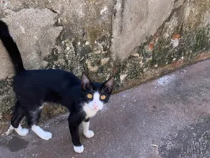 Gato raça SRD-ViraLata idade Abaixo de 2 meses nome São mais de 4 gatos 