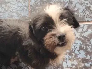 Cachorro raça Shnauzer idade 7 a 11 meses nome El nombre ese nina 