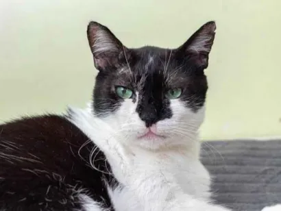 Gato raça SRD-ViraLata idade 4 anos nome Ghedi