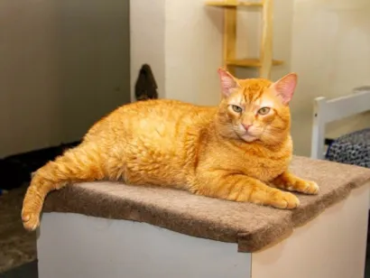 Gato raça SRD-ViraLata idade 3 anos nome Stan