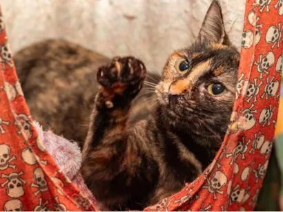 Gato raça SRD-ViraLata idade 2 anos nome Julieta