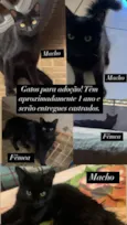 Gatos 