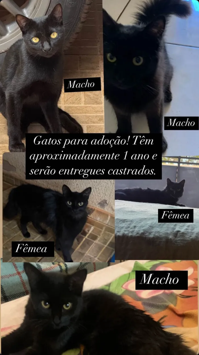 Gato ra a SRD-ViraLata idade 1 ano nome Gatos 