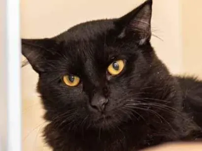 Gato raça SRD-ViraLata idade 1 ano nome Brunei