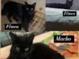 Gatos
