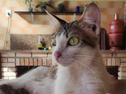 Gato raça SRD-ViraLata idade 7 a 11 meses nome Sofia (ADOTADA)