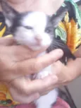 Gato