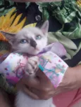 Gato