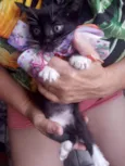 Gato