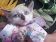 Gato
