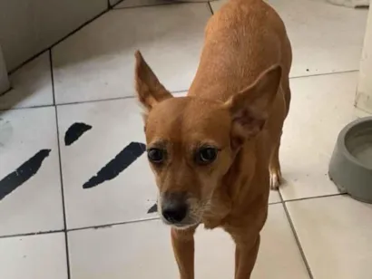 Cachorro raça SRD-ViraLata idade 2 anos nome Pandora