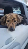 Scooby