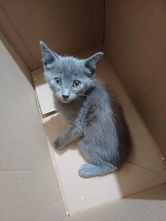 Gato ra a Exótico idade Abaixo de 2 meses nome Russo azul adocao