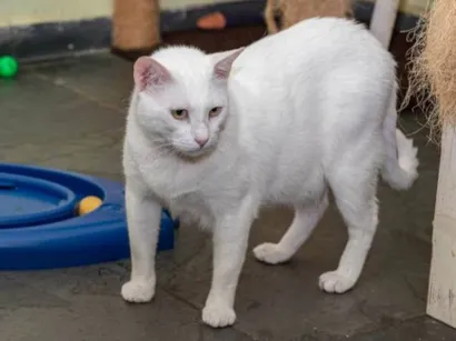 Gato raça SRD-ViraLata idade 3 anos nome Ceret