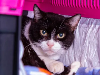Gato raça SRD-ViraLata idade 1 ano nome Vivi