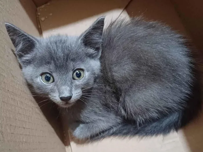 Gato ra a Exótico idade Abaixo de 2 meses nome Russo azul adocao