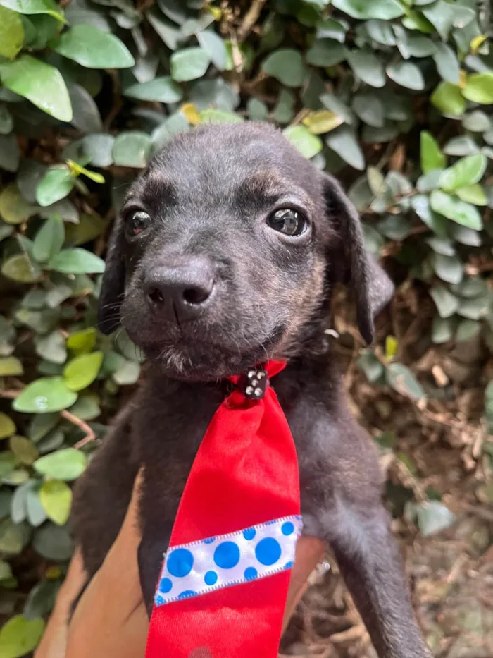 Cachorro ra a SRD-ViraLata idade 2 a 6 meses nome Will