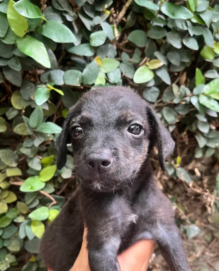 Cachorro ra a SRD-ViraLata idade 2 a 6 meses nome Will