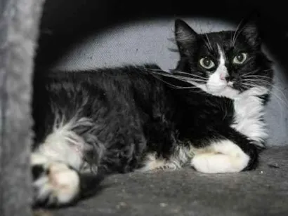 Gato raça SRD-ViraLata idade 1 ano nome Louise