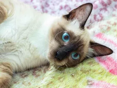 Gato raça SRD-ViraLata idade 2 anos nome Iago