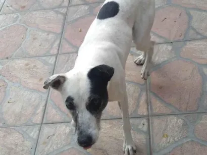 Cachorro raça SRD-ViraLata idade 5 anos nome Marajá