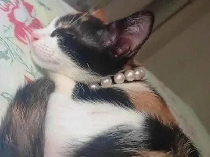 Gato raça SRD-ViraLata idade 7 a 11 meses nome Amora