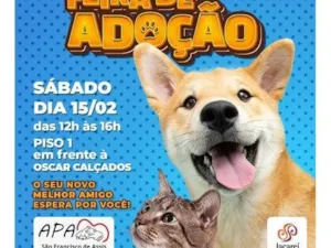 Cachorro raça Shitzu idade 7 a 11 meses nome teste