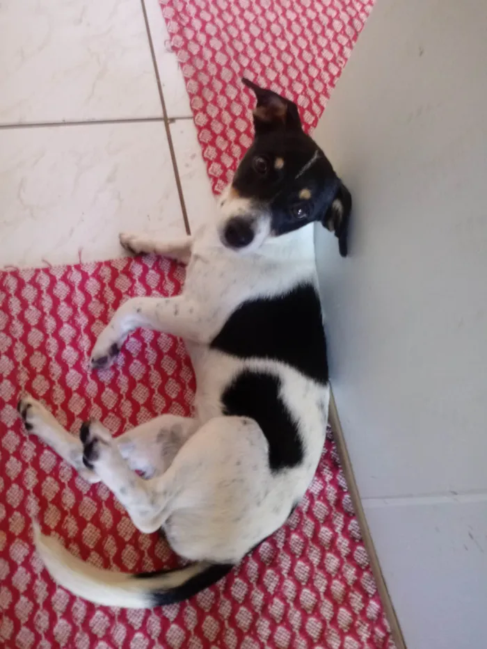 Cachorro ra a SRD-ViraLata idade 2 a 6 meses nome Lili 