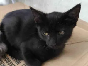 Gato raça SRD-ViraLata idade 2 a 6 meses nome Pretinho