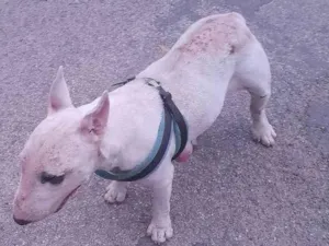 Cachorro raça Fox Terrier idade 5 anos nome Sem nome