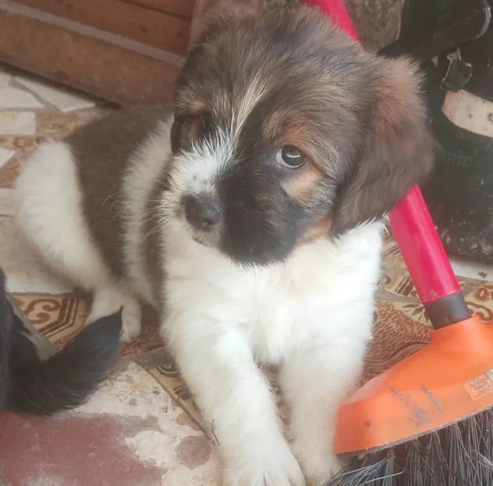 Cachorro ra a SRD-ViraLata idade Abaixo de 2 meses nome Não colocamos nome ainda, para não se apegar já que está para doação 