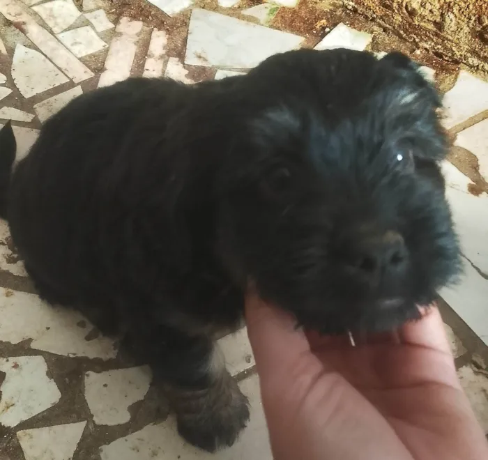 Cachorro ra a SRD-ViraLata idade Abaixo de 2 meses nome Não colocamos nome , vamos deixar para o novo dono .