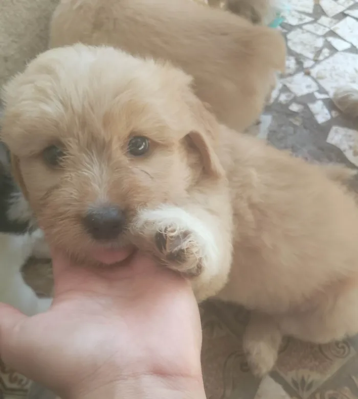 Cachorro ra a SRD-ViraLata idade Abaixo de 2 meses nome Não colocamos nome ainda, para não se apegar já que está para doação 