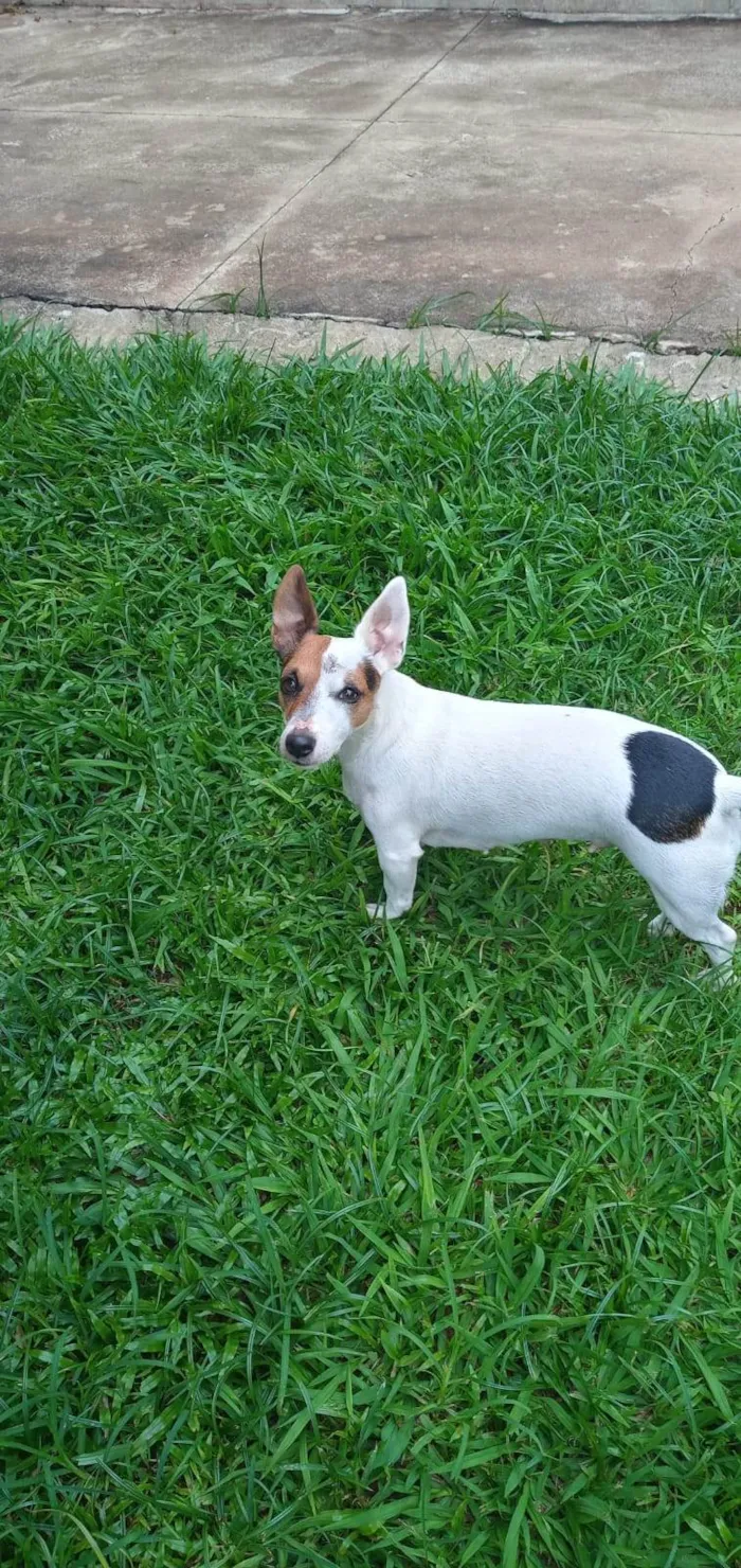 Cachorro ra a SRD-ViraLata idade 5 anos nome Shakira