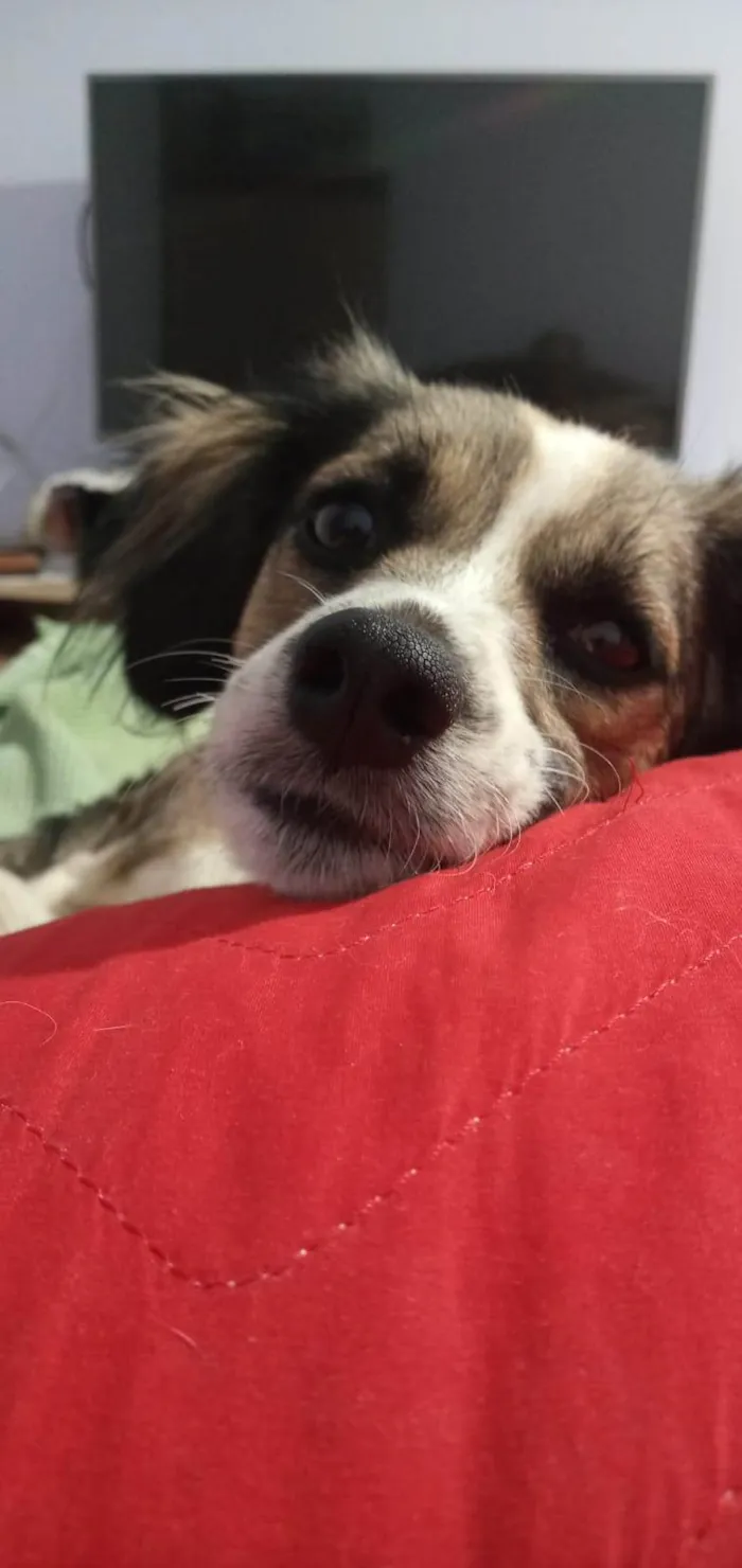 Cachorro ra a SRD-ViraLata idade 3 anos nome Sindy