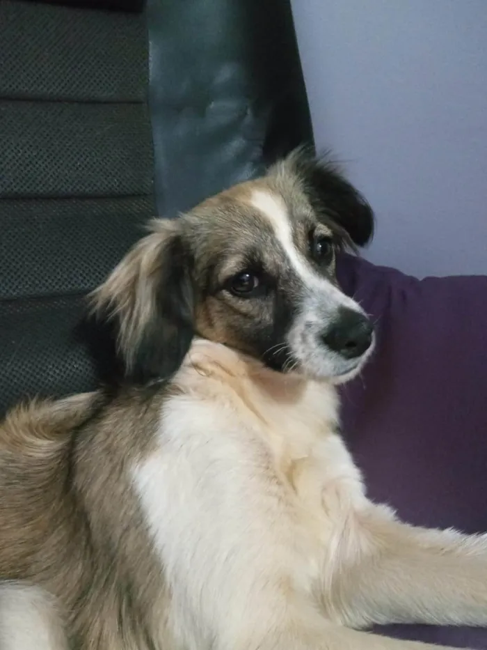Cachorro ra a SRD-ViraLata idade 3 anos nome Sindy