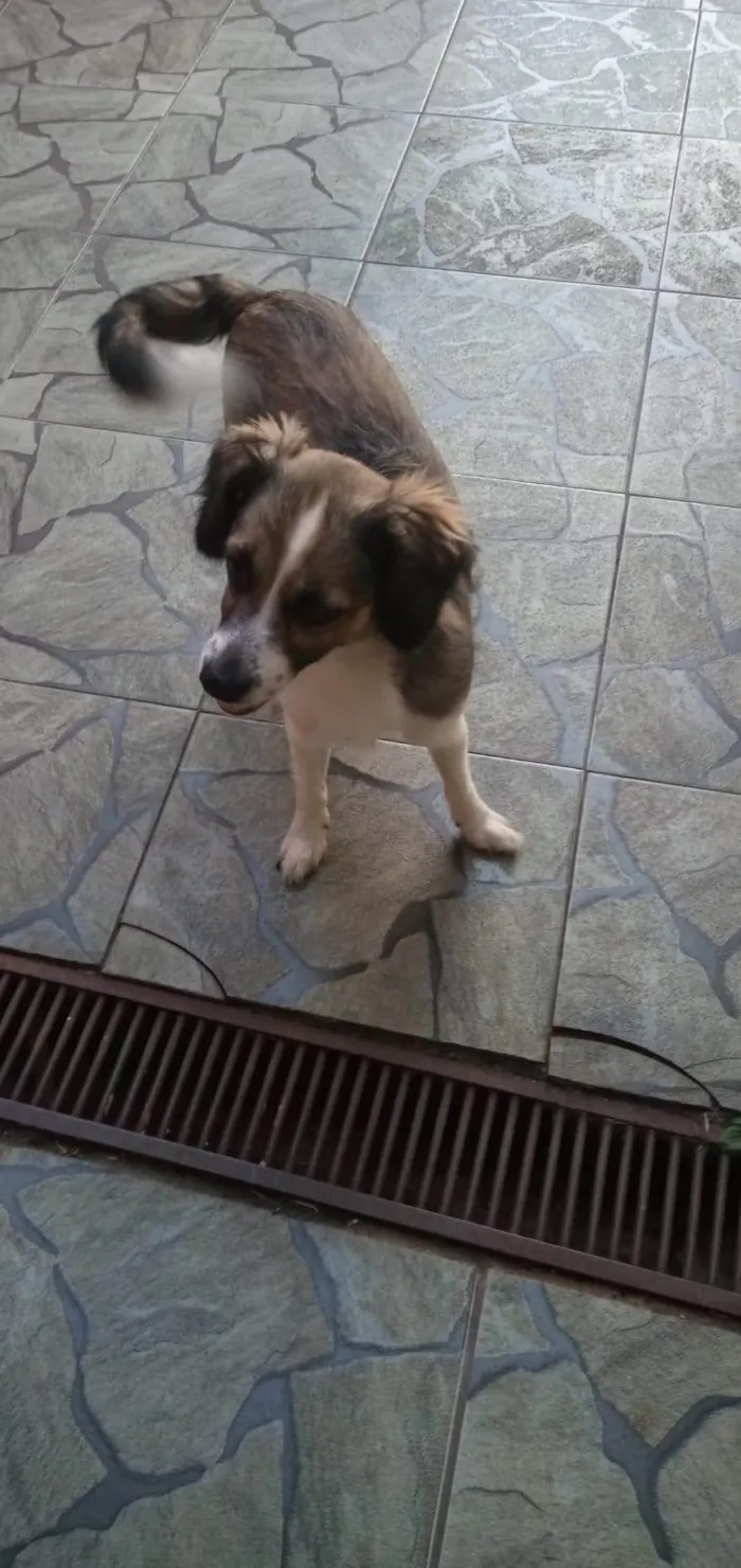 Cachorro ra a SRD-ViraLata idade 3 anos nome Sindy
