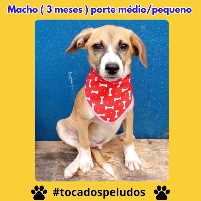 Cachorro ra a SRD-ViraLata idade 2 a 6 meses nome ursinnho