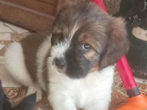 Cachorro raça SRD-ViraLata idade Abaixo de 2 meses nome Não colocamos nome ainda, para não se apegar já que está para doação 