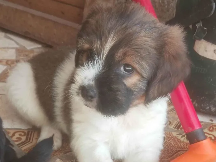 Cachorro ra a SRD-ViraLata idade Abaixo de 2 meses nome Não colocamos nome ainda, para não se apegar já que está para doação 