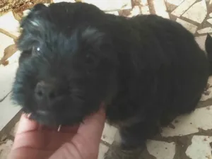 Cachorro raça SRD-ViraLata idade Abaixo de 2 meses nome Não colocamos nome , vamos deixar para o novo dono .