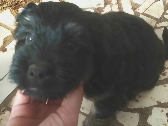 Cachorro ra a SRD-ViraLata idade Abaixo de 2 meses nome Não colocamos nome , vamos deixar para o novo dono .