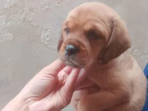 Cachorro raça SRD-ViraLata idade Abaixo de 2 meses nome Não colocamos nome ainda , vamos deixar para o novo dono .