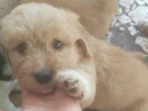 Cachorro raça SRD-ViraLata idade Abaixo de 2 meses nome Não colocamos nome ainda, para não se apegar já que está para doação 