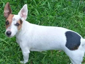 Cachorro raça SRD-ViraLata idade 5 anos nome Shakira