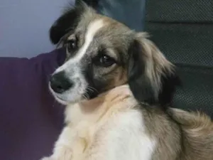 Cachorro raça SRD-ViraLata idade 3 anos nome Sindy