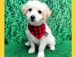 Cachorro raça SRD-ViraLata idade 2 a 6 meses nome floquinho