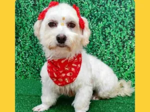 Cachorro raça SRD-ViraLata idade 5 anos nome margo