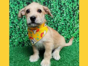 Cachorro raça SRD-ViraLata idade 2 a 6 meses nome pastelzinho