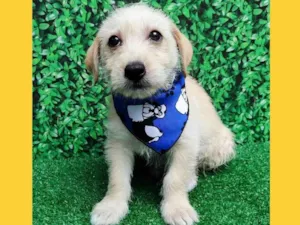Cachorro raça SRD-ViraLata idade 2 a 6 meses nome bolinha